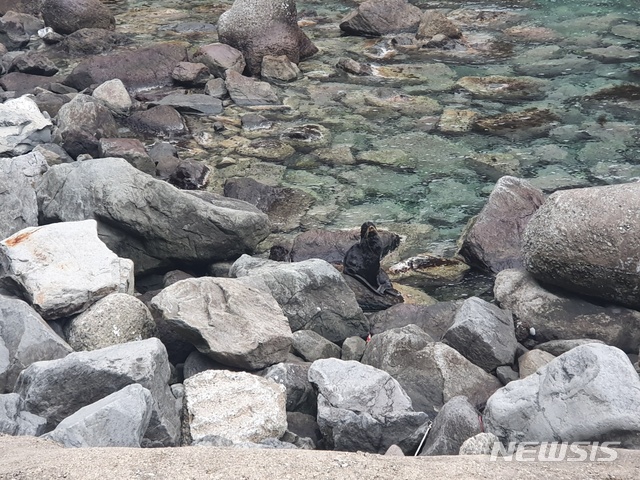 [鬱陵=ニューシース] 朴峻記者 = 慶北鬱陵島で 9日午後 5時頃捕捉されたおっとせいは絶滅された独島あしかではない北方おっとせいであることと調査された. 2020.03.09(写真=読者提供)photo@newsis.com