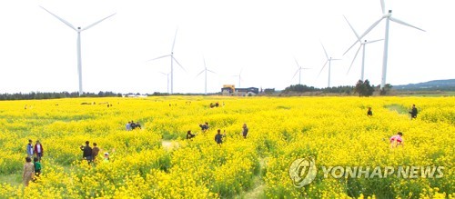 제주봄 이미지