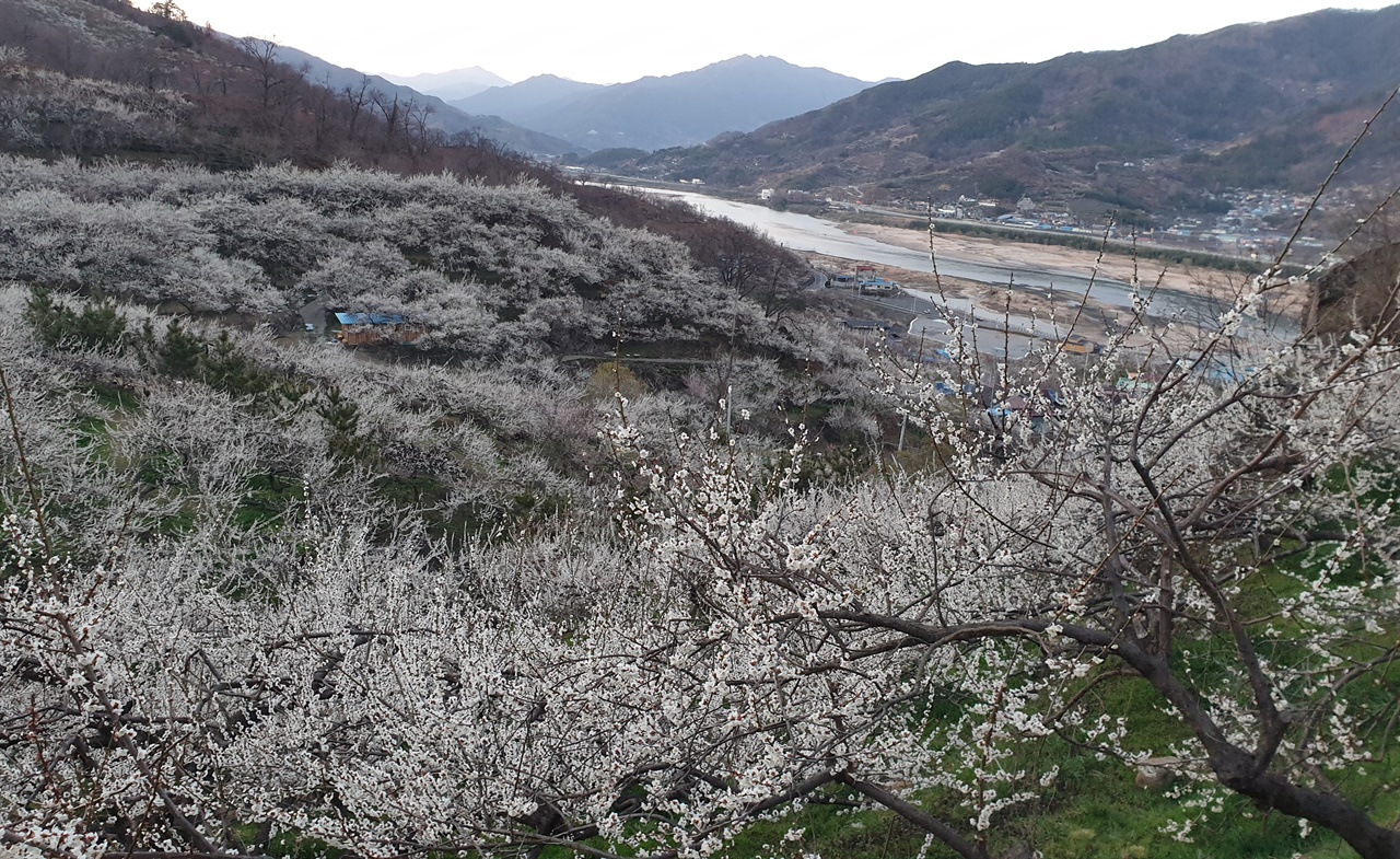 매향 이미지
