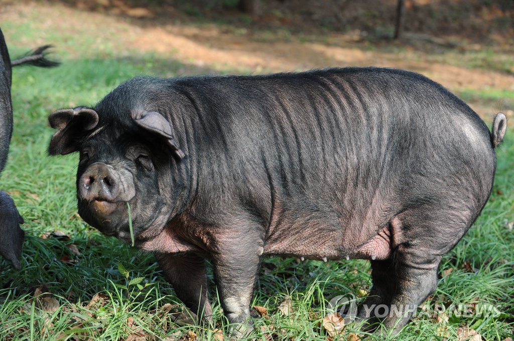 제주흑돼지 이미지