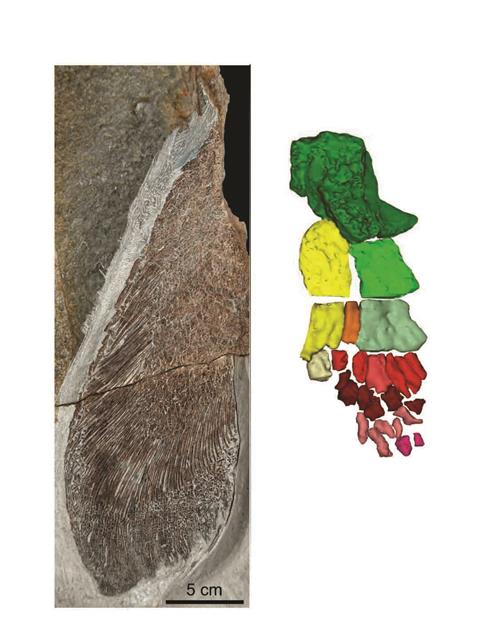 사지형 어류 엘피스토스테게 앞지느러미 부분 화석(왼쪽)을 고에너지 컴퓨터단층촬영(CT) 기법으로 촬영(오른쪽)해 분석한 결과 지느러미 끝부분에 손가락, 발가락처럼 갈라진 뼈가 존재하고 있음을 알 수 있다.호주 플린더스대 제공