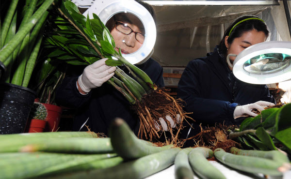 식물안 이미지