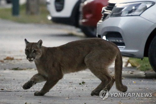 24일(현지시각) 칠레 수도 산티아고의 거리에 나타난 퓨마. 산티아고/AFP 연합뉴스