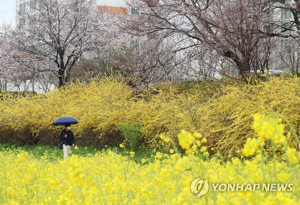 벚꽃사이로 이미지