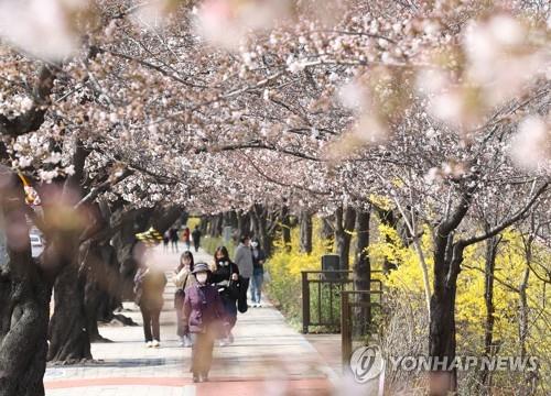 서울 여의도 윤중로 벚꽃 [연합뉴스 자료사진]