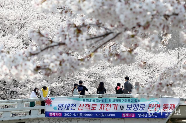 벚꽃사진관 이미지