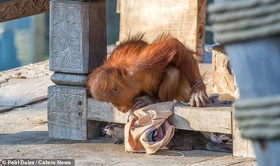 아기 오랑우탄 베라니가 벨기에 브뤼겔레트 파이리 다이자 동물원 유인원관에서 수달과 숨바꼭질을 하고 있다. [사진 파이리 다이자 동물원=데일리메일 캡처]
