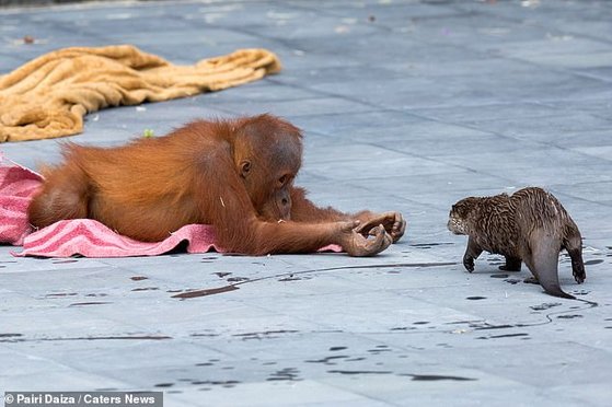 아기 오랑우탄 베라니가 벨기에 브뤼겔레트 파이리 다이자 동물원 유인원관에서 수달과 놀고 있다. [사진 파이리 다이자 동물원=데일리메일 캡처]