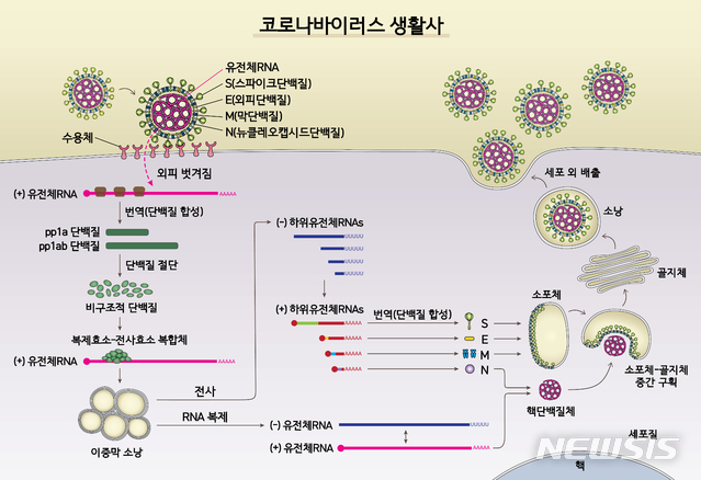 [대전=뉴시스] 사스코로나바이러스-2(SARS-CoV-2)의 생활사.