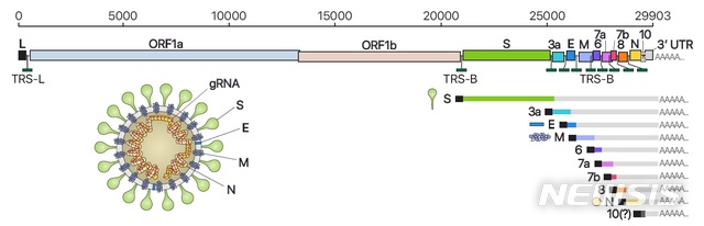 [대전=뉴시스] 사스코로나바이러스-2(SARS-CoV-2)의 유전체RNA 및 하위유전체RNA 구성, 바이러스 입자 구조의 모식도