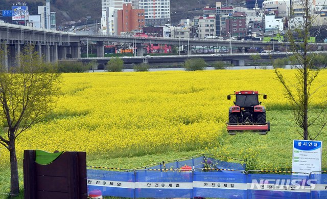 [부산=뉴시스] 하경민 기자 = 신종 코로나바이러스 감염증(코로나19) 확산 방지를 위한 고강도 사회적 거리두기 캠페인이 연장 됨에 따라 부산시는 트렉터 등을 동원해 10일 부산 강서구 대저생태공원에 조성된 유채꽃경관단지를 갈아엎고 있다. 이 유채꽃단지는 서울의 상암 월드컵경기장의 축구장(9292㎡) 80여 개와 맞먹는 76만㎡(76ha) 규모이다. 2020.04.10.yulnetphoto@newsis.com