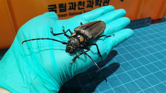 하늘소 이미지