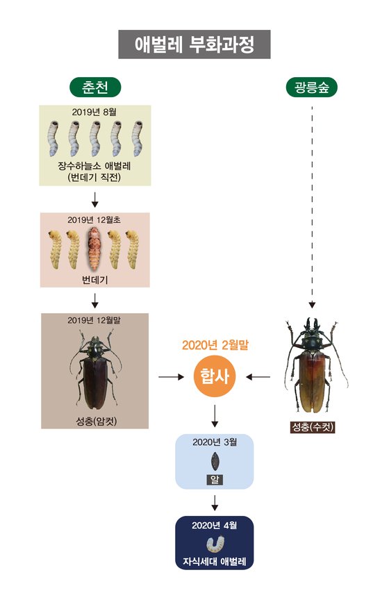 하늘소 이미지