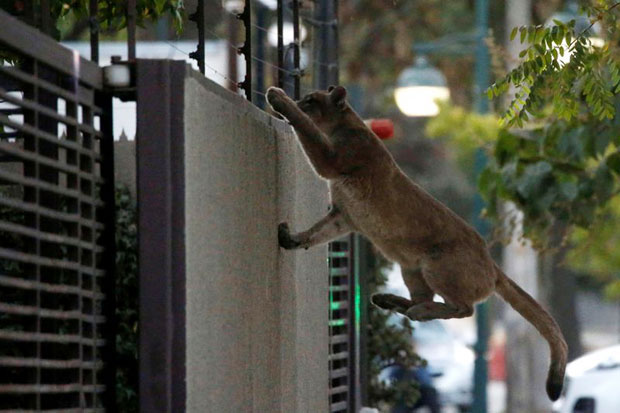 지난달 24일 칠레에서 30kg짜리 수컷 퓨마가 담장을 오르락 내리락하다 붙잡혀 동물원에서 검진을 받고 방사됐다./사진=로이터 연합뉴스