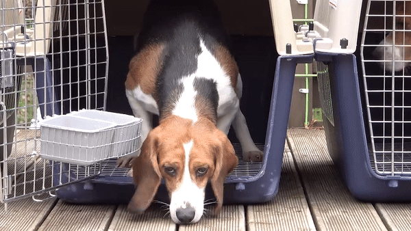 29마리의 실험비글 중 한 마리가 가장 먼저 비글구조네트워크 논산쉼터에 케이지 밖으로 첫 발을 내딛는 모습. 왕준열