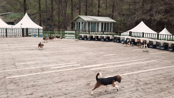 마당에서 꼬리를 흔들며 뛰어노는 실험 비글의 모습. 왕준열