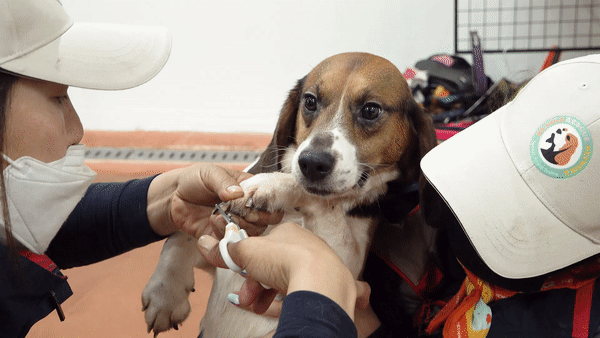 실험비글은 연구기관에 있을 때 발톱을 자르지 않는다. 바닥에 미끄러질 수 있기 때문이다. 태어난 지 30개월만에 처음으로 발톱을 자르는 모습. 왕준열