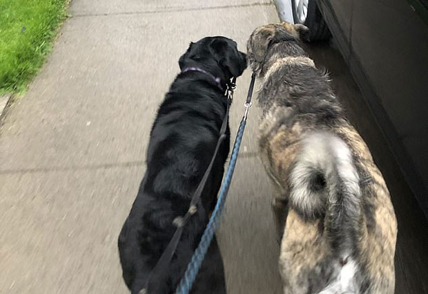 코로나19 봉쇄령으로 한동안 만날 수 없었던 친구와 우연히 길에서 마주친 개가 온몸으로 반가움을 표현했다.