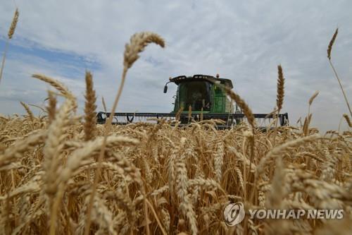 밀밭 이미지