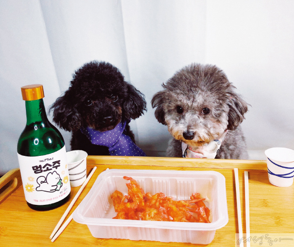 맛있는피자치킨 이미지