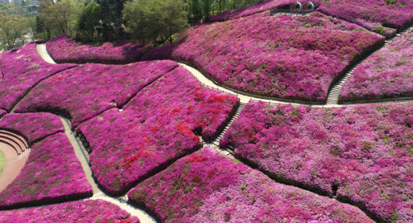 철쭉 동산에는 군집들 사이를 거닐며 감상할 수 있는 산책로가 만들어져있다. / 오종찬 기자