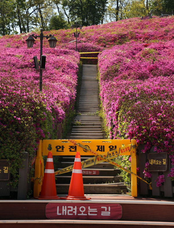 철쭉 동산으로 향하는 모든 진입로가 통제되고 바리케이트가 설치돼있다. / 오종찬 기자