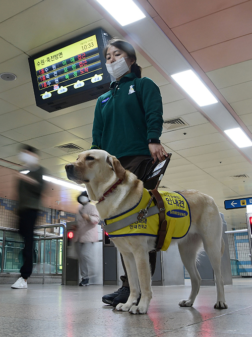 去る 29日京幾城南市スネヨック歴史で予備視覚障害人案内犬 ‘駐米’が地下鉄の中人波の中でも物静かさを失わないでもとの場所を守っている. イゼムン記者