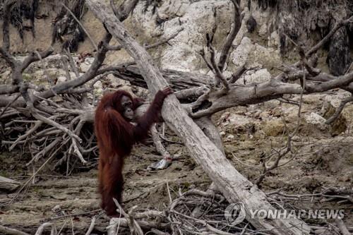 작년 9월 중앙 칼리만탄 산불 현장의 오랑우탄 [EPA=연합뉴스]