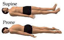 앙와위(위: supine)와 복와위(아래: prone) [출처: 위키피디아]