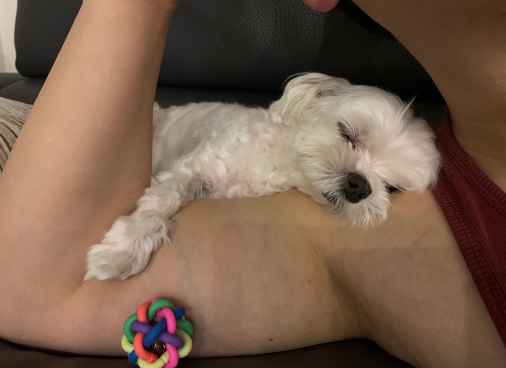 똘이 이미지