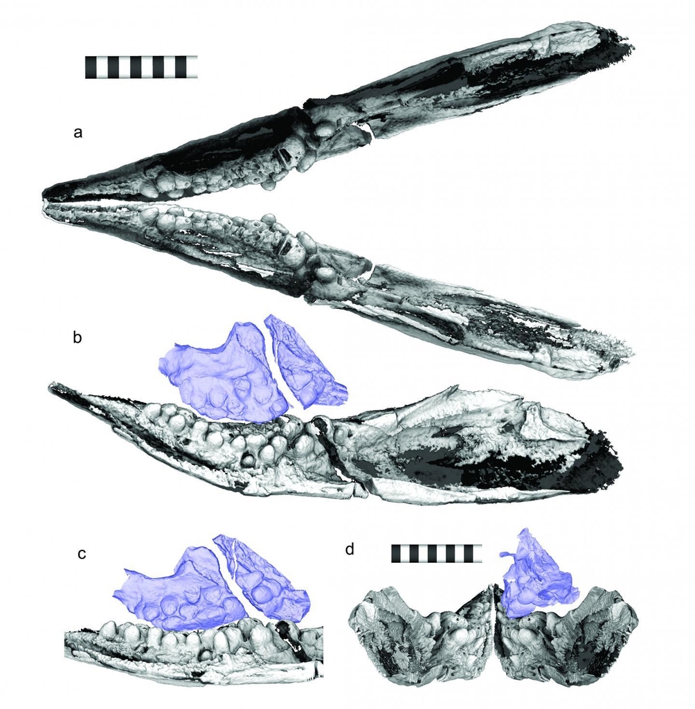 어룡의 뭉툭한 이빨이 풀어준 2억년 전 바다의 비밀 - 연합뉴스