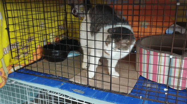 서울시 동대문구 이문동 재개발 지역에 있던 고양이 중 일부는 동물 보호 활동가에 의해 구조됐다. 심석용 기자