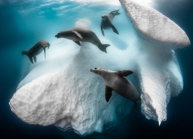 빅픽처 2020 ‘수중생물 부문’ 당선작. 남극바다의 ‘얼어붙은 모바일주택’. 작가 그레그 르쿠르(프랑스)./사진=빅픽처