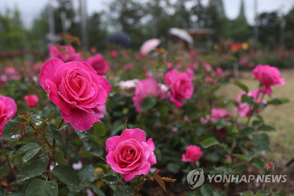 장미매점 이미지