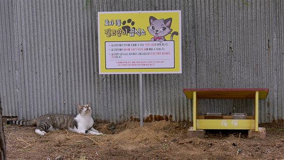 온천장고양이 이미지