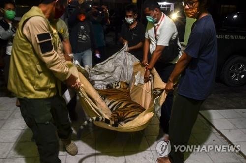 18일 수마트라섬 리아우주서 덫에 걸려 발견된 호랑이 사체 [AFP=연합뉴스]