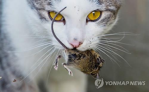 인간과 섞여 사는 쥐·고양이 출발점은 인류 정착 생활 - 연합뉴스