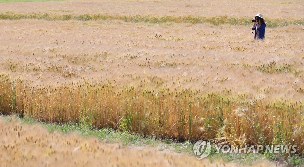 청보리들녘 이미지
