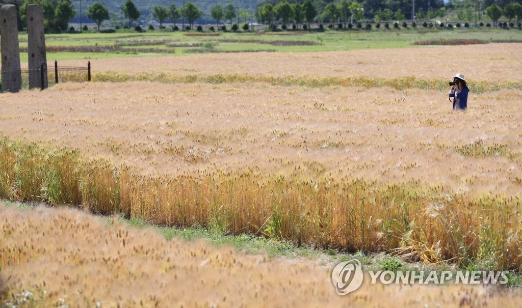 청보리들녘 이미지