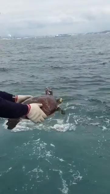 거북이의기적 이미지