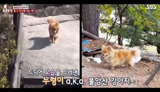 동물농장 이미지