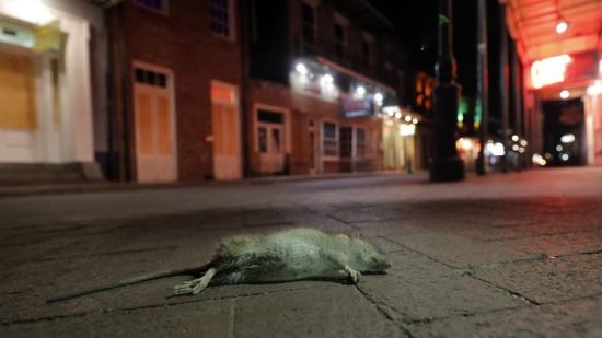 지난 3월 루이지애나주(州) 뉴올리언스의 빈 거리에 죽어 있는 쥐. 연합뉴스