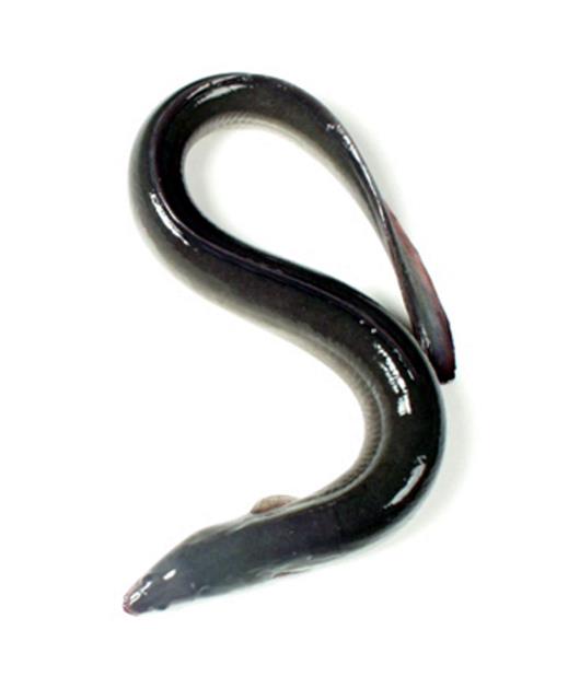 바른장어 이미지