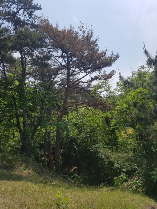 소나무 이미지