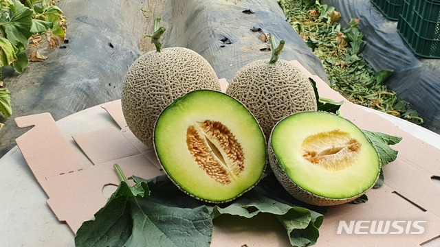 곡성멜론 이미지