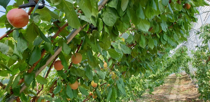 애프리코트(APRICOT) 이미지
