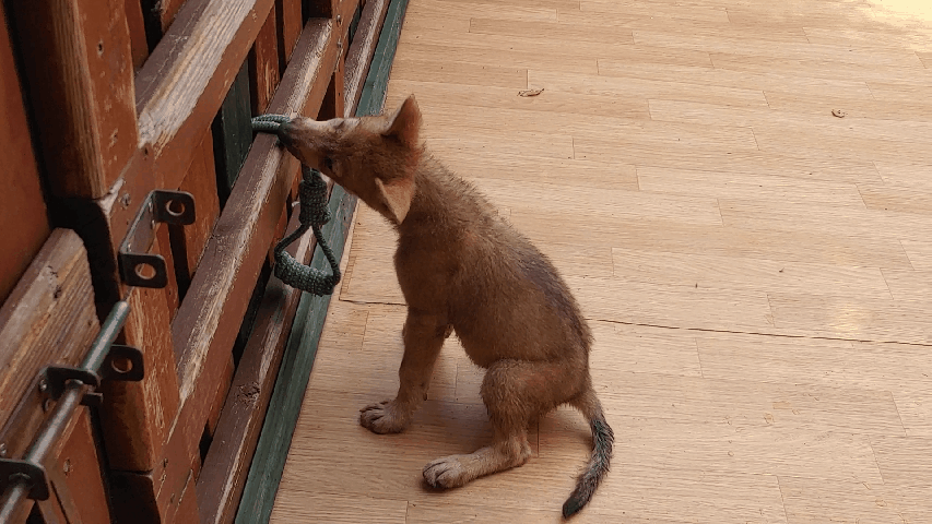 울타리에 묶어놓은 밧줄을 물어뜯으며 노는 새끼늑대들. 김정연 기자