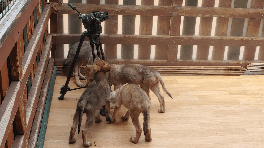 촬영을 위해 설치한 카메라의 삼각대를 신기해하며 물어뜯으려 하는 새끼늑대들. 김정연 기자