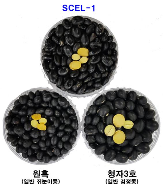 드시오 이미지
