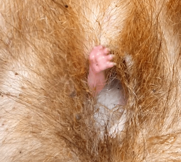 로드킬 당한 어미 웜뱃 주머니에서 삐져나온 작은 손. Wombat Care Bundanoon